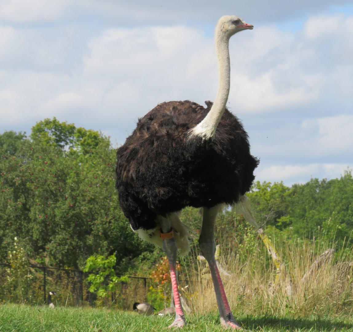 Male ostrich