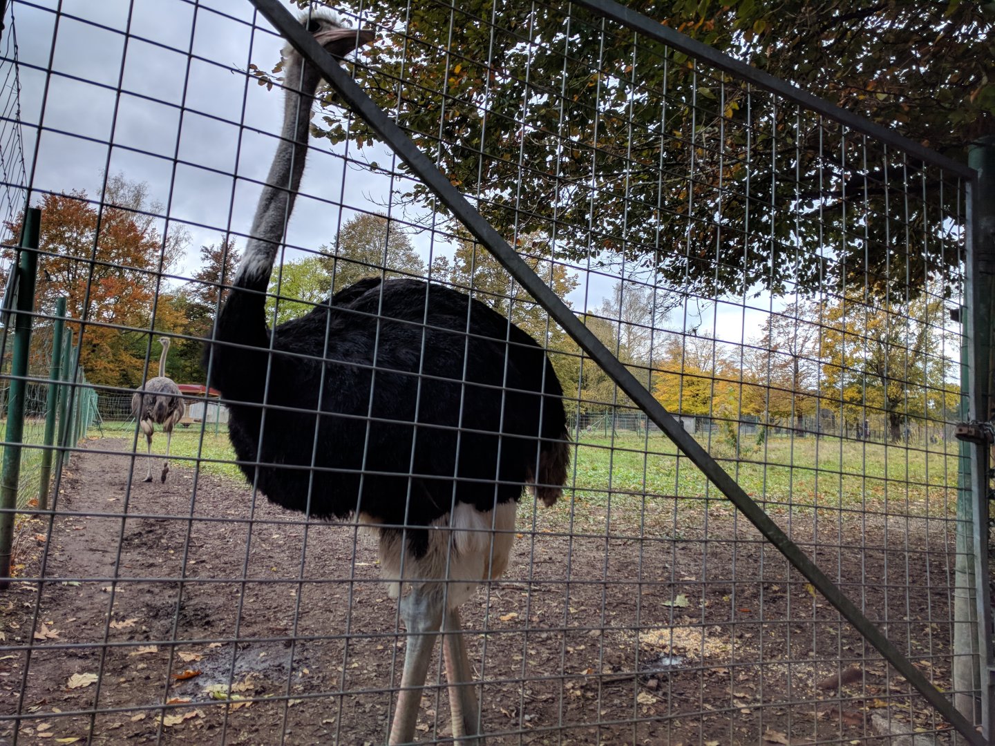 Male Ostrich