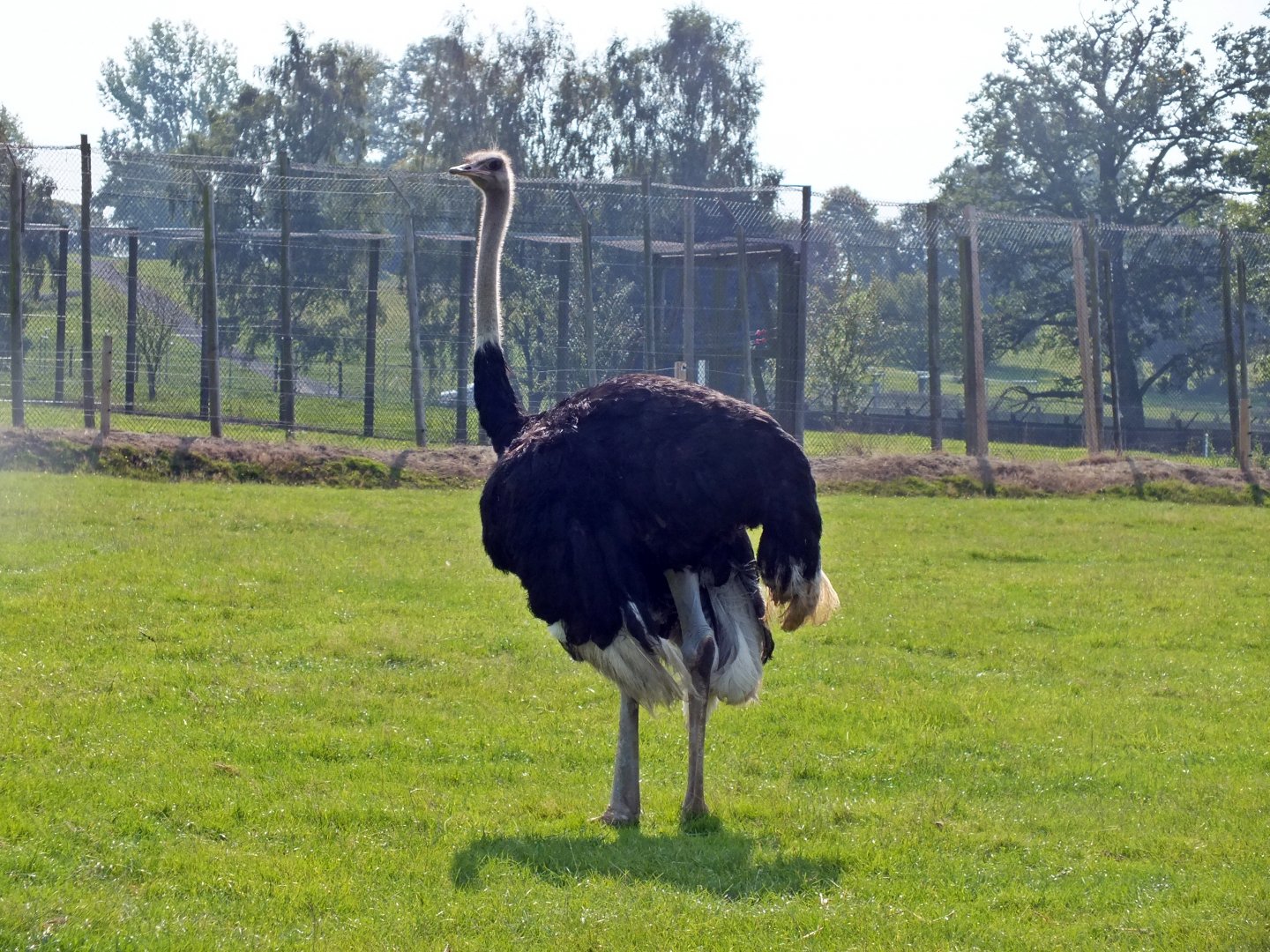 Male ostrich
