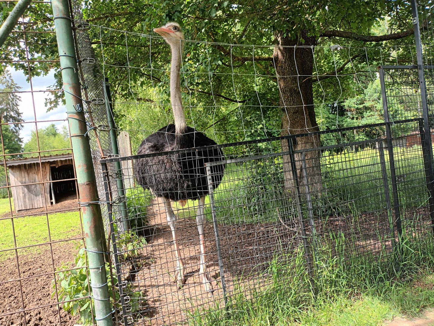 Male Ostrich