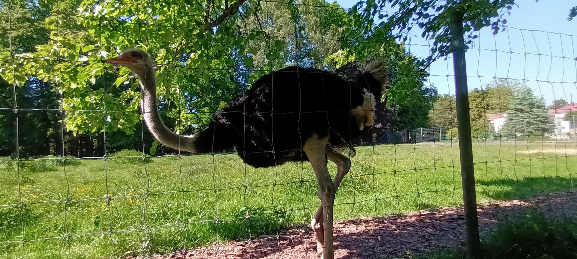 Male Ostrich