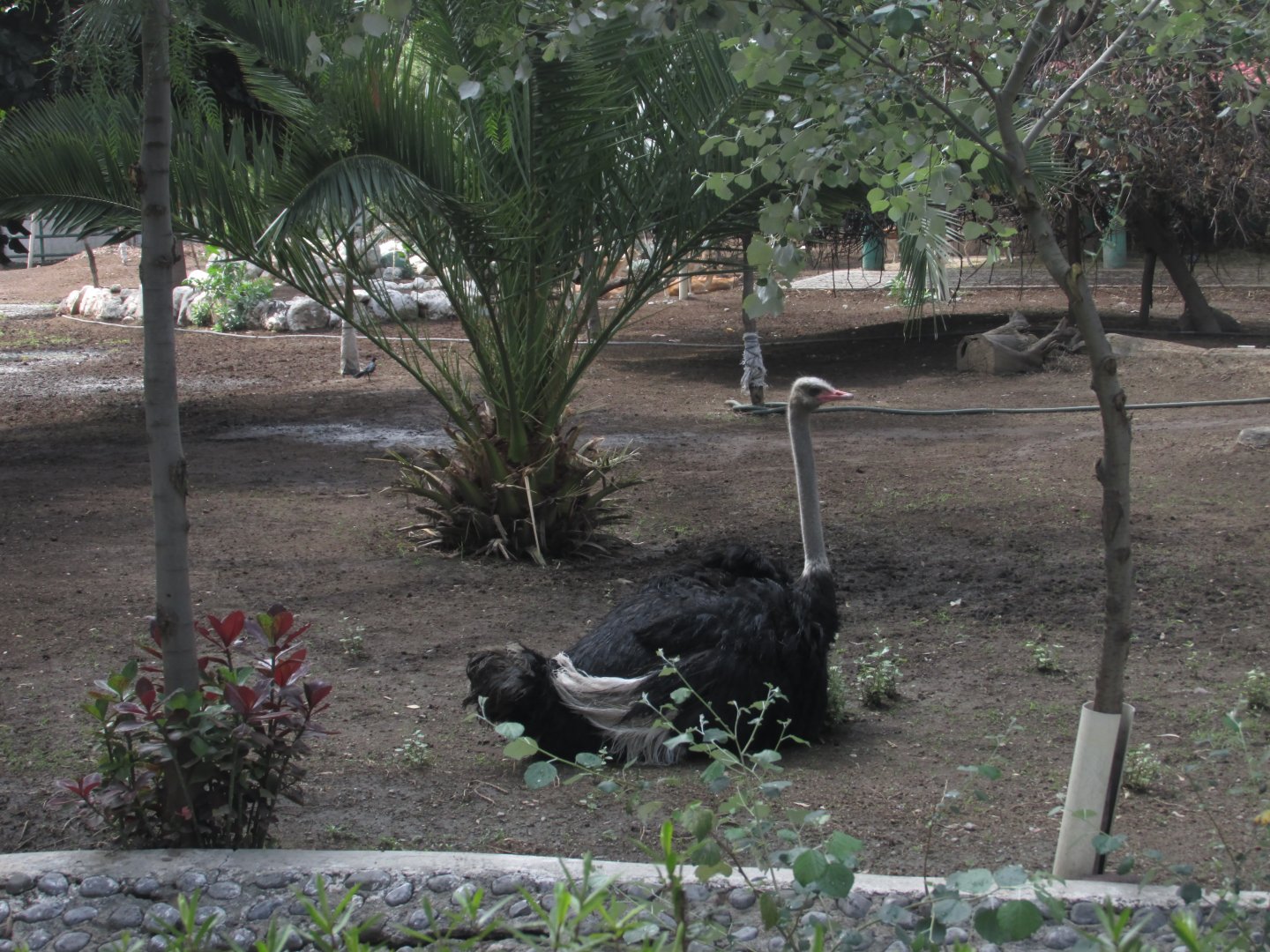 male ostrich