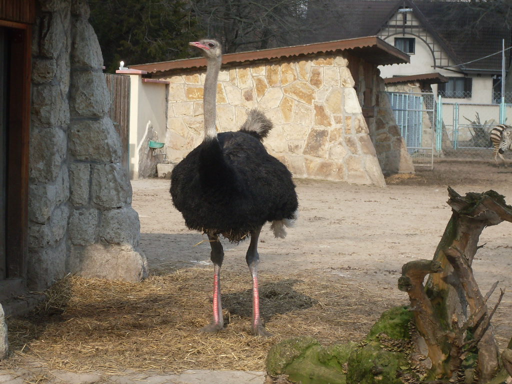 Male ostrich