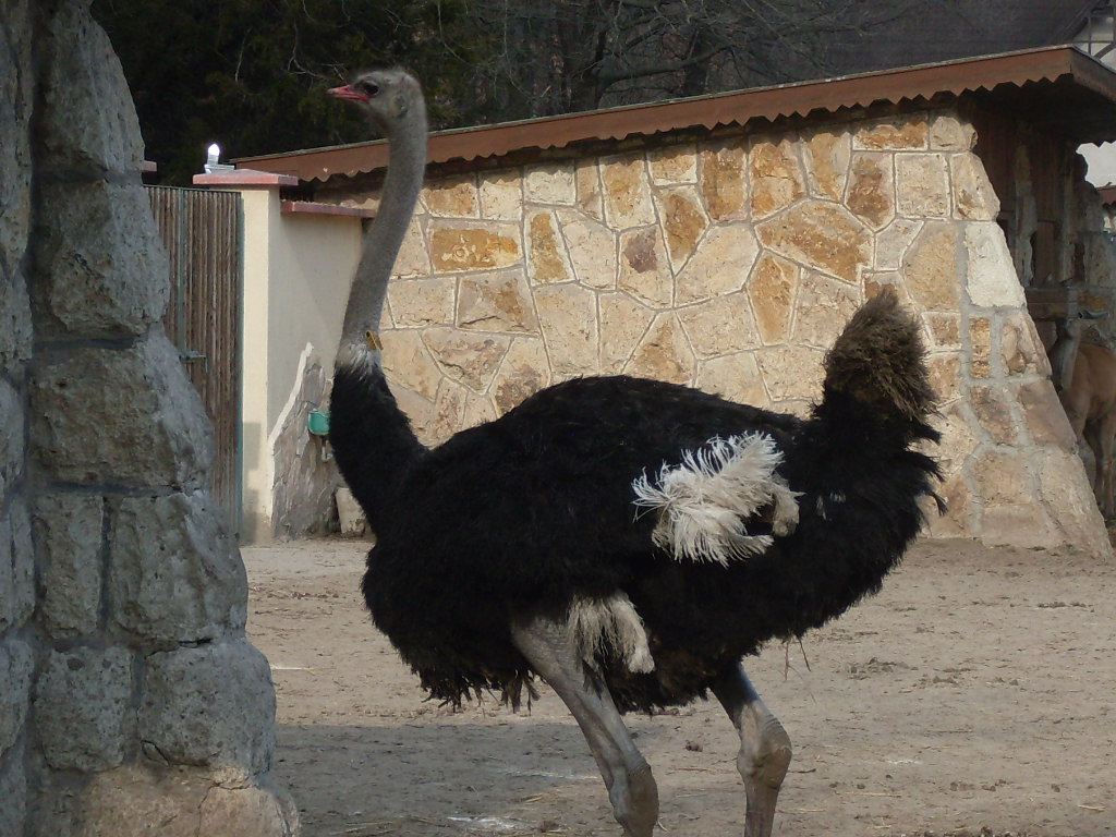 Male ostrich