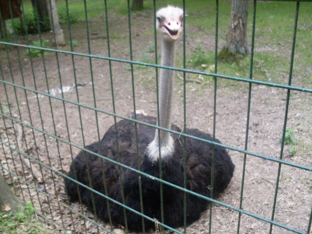 Male ostrich