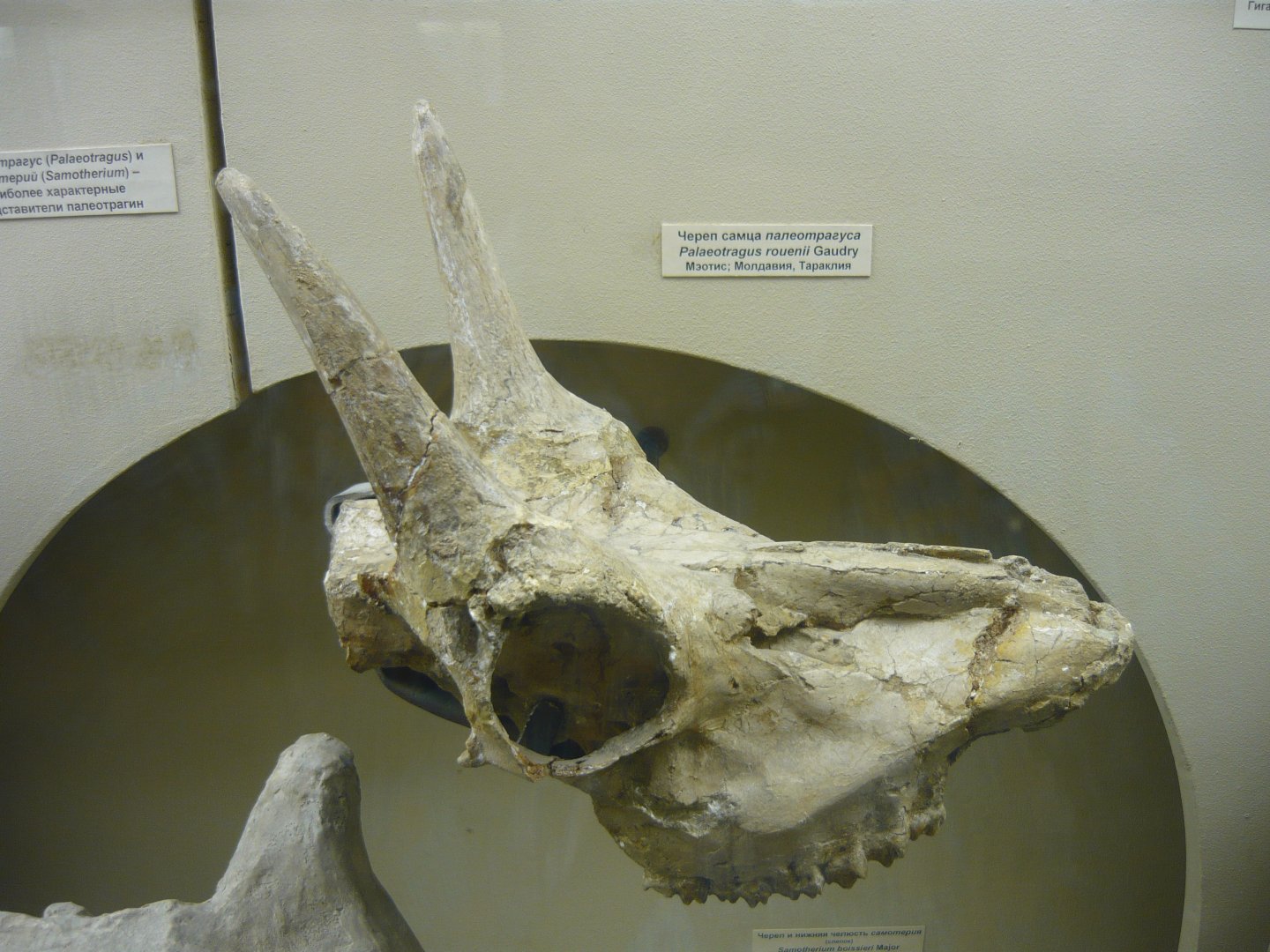 Male Palaeotragus rouenii skull