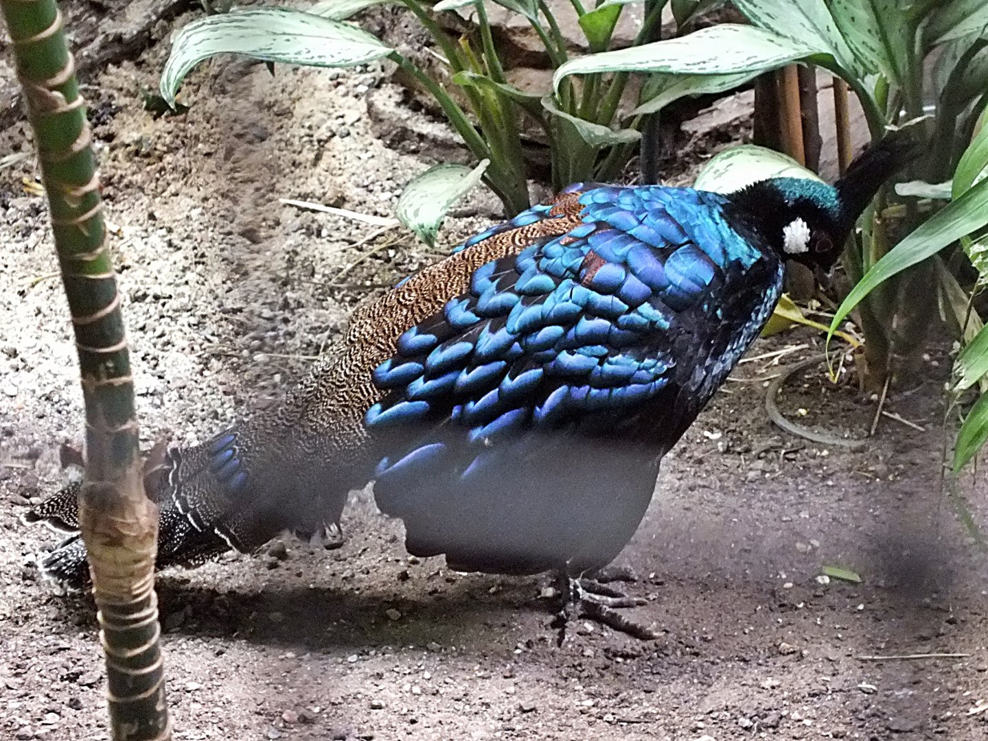 Male Palawan peacock-pheasant