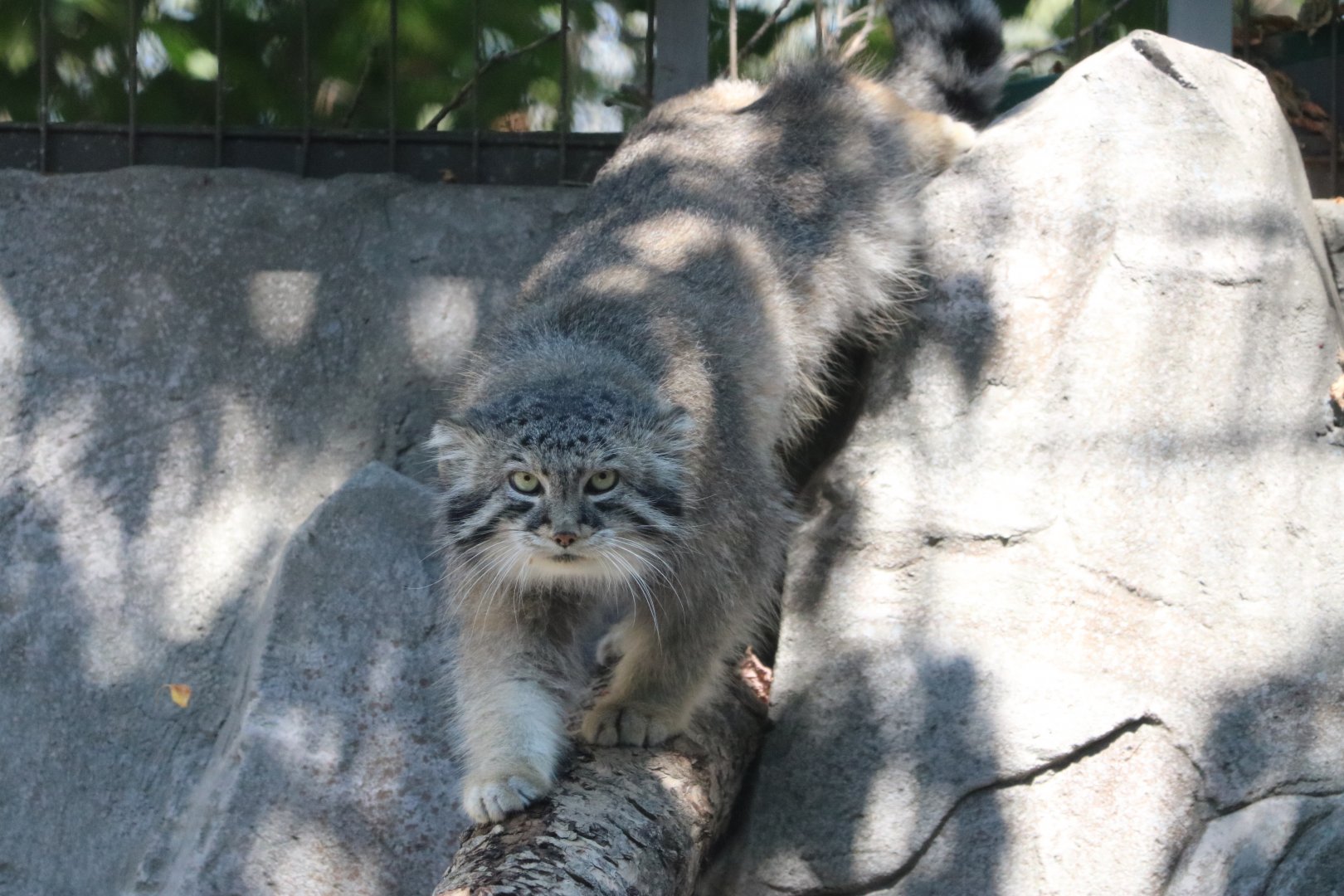 Male Pallas’s Cat