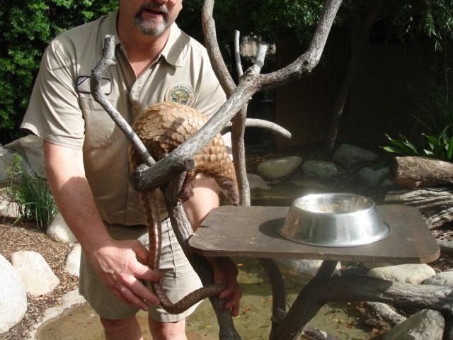 Male Pangolin 2010
