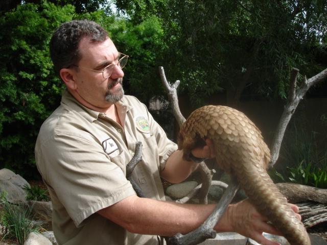 Male Pangolin 2010