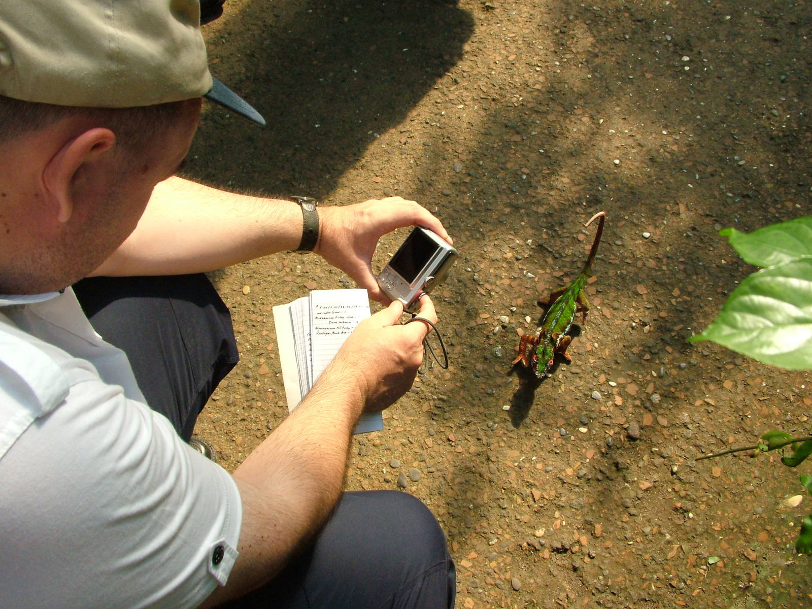 Male Panther Chamaeleon, Masoala Rainforest at Zurich 31/08/09