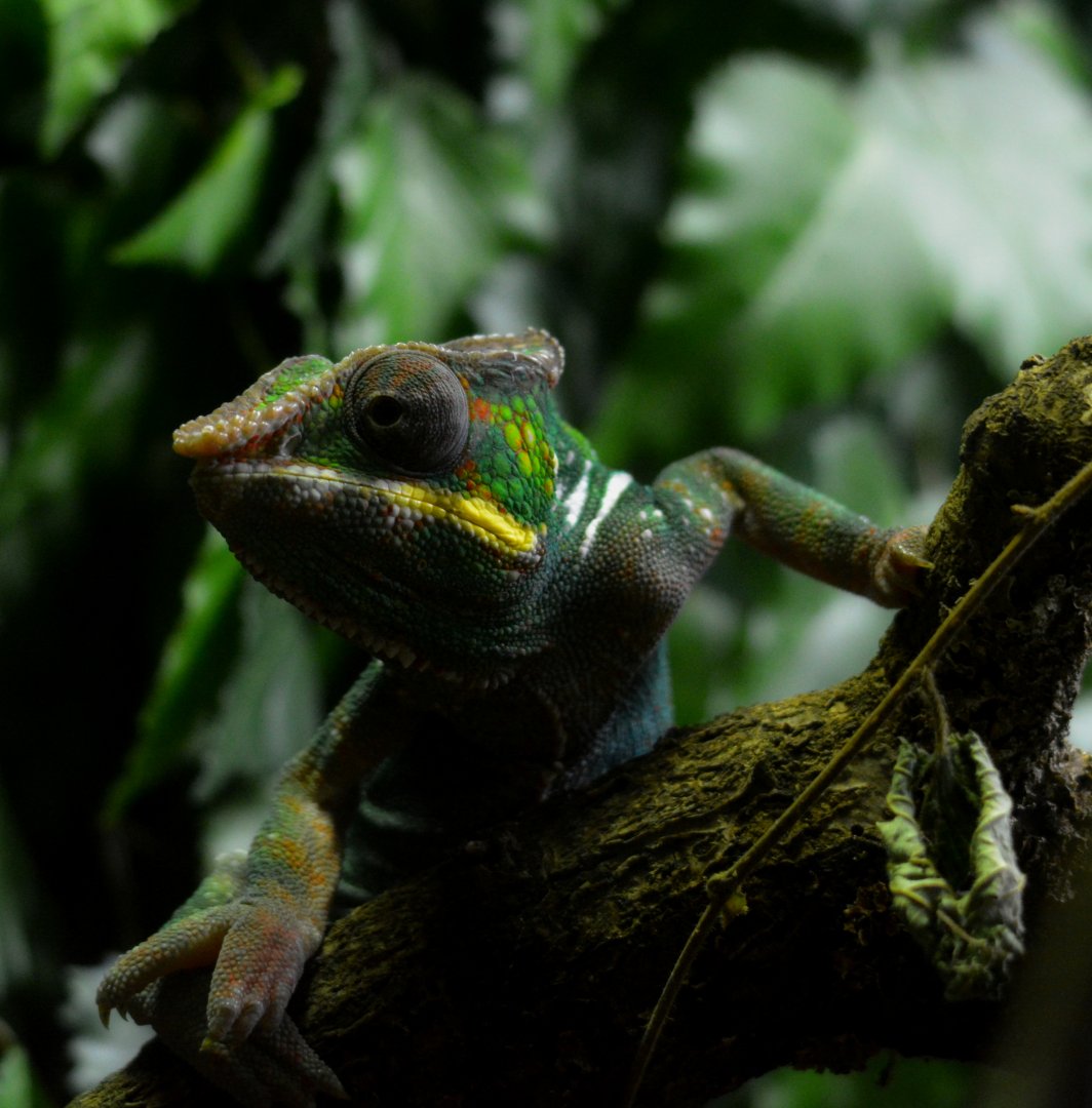 Male Panther Chameleon