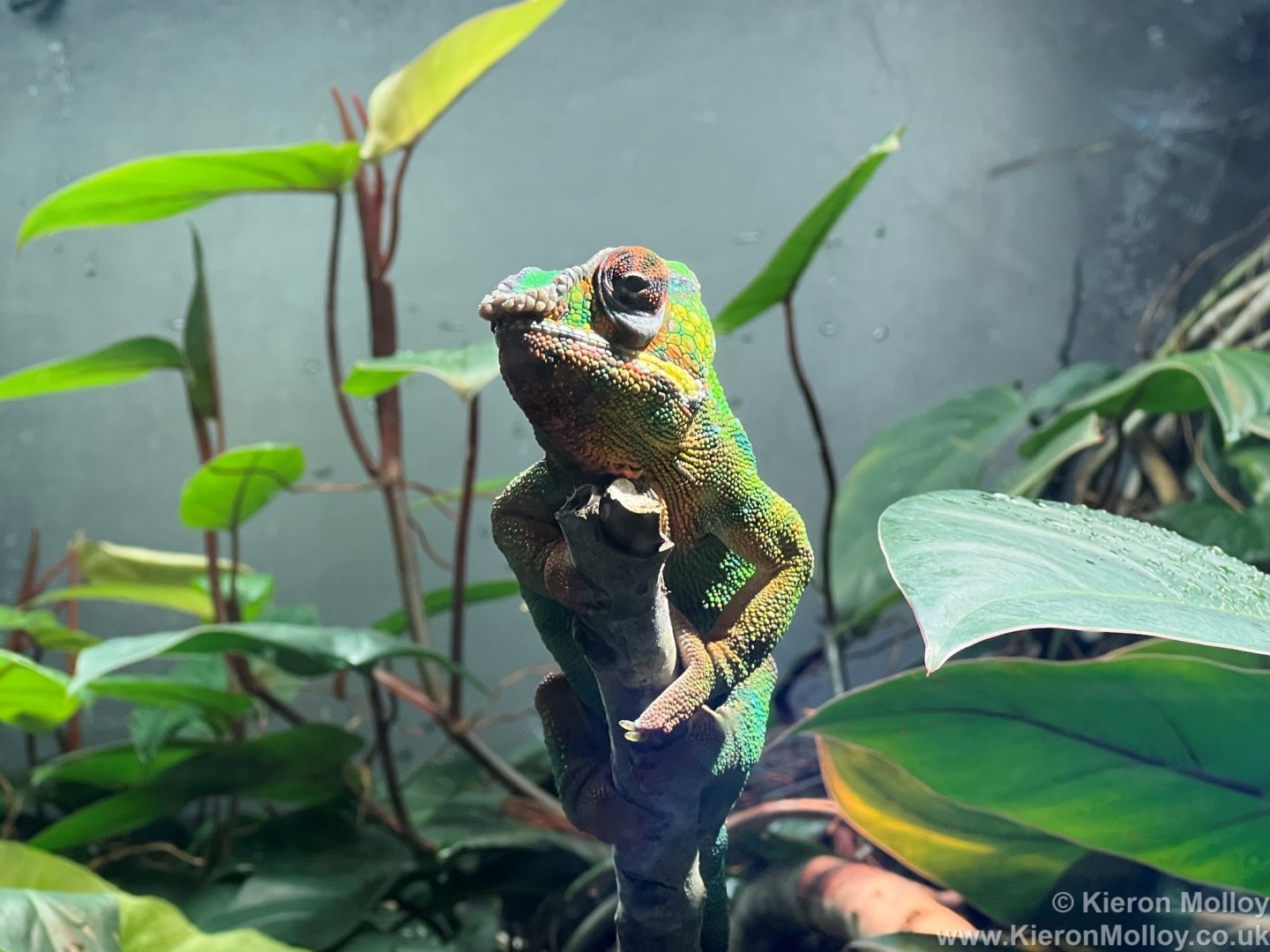 Male Panther chameleon