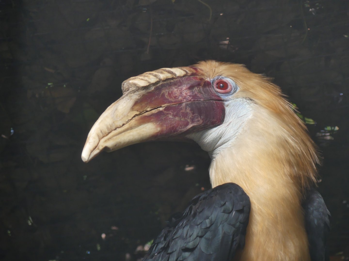 Male Papuan Hornbill - 21.10.24