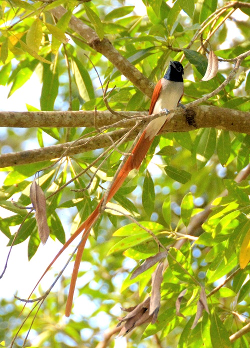 Male Paradise flycatcher