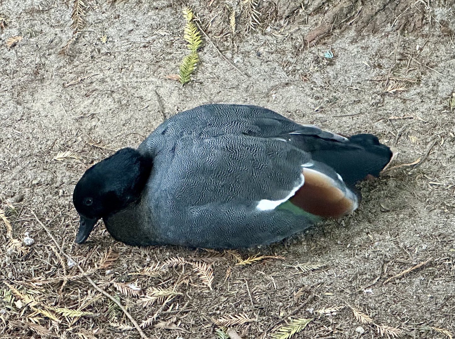 Male Paradise shelduck (Tadorna variegata)
