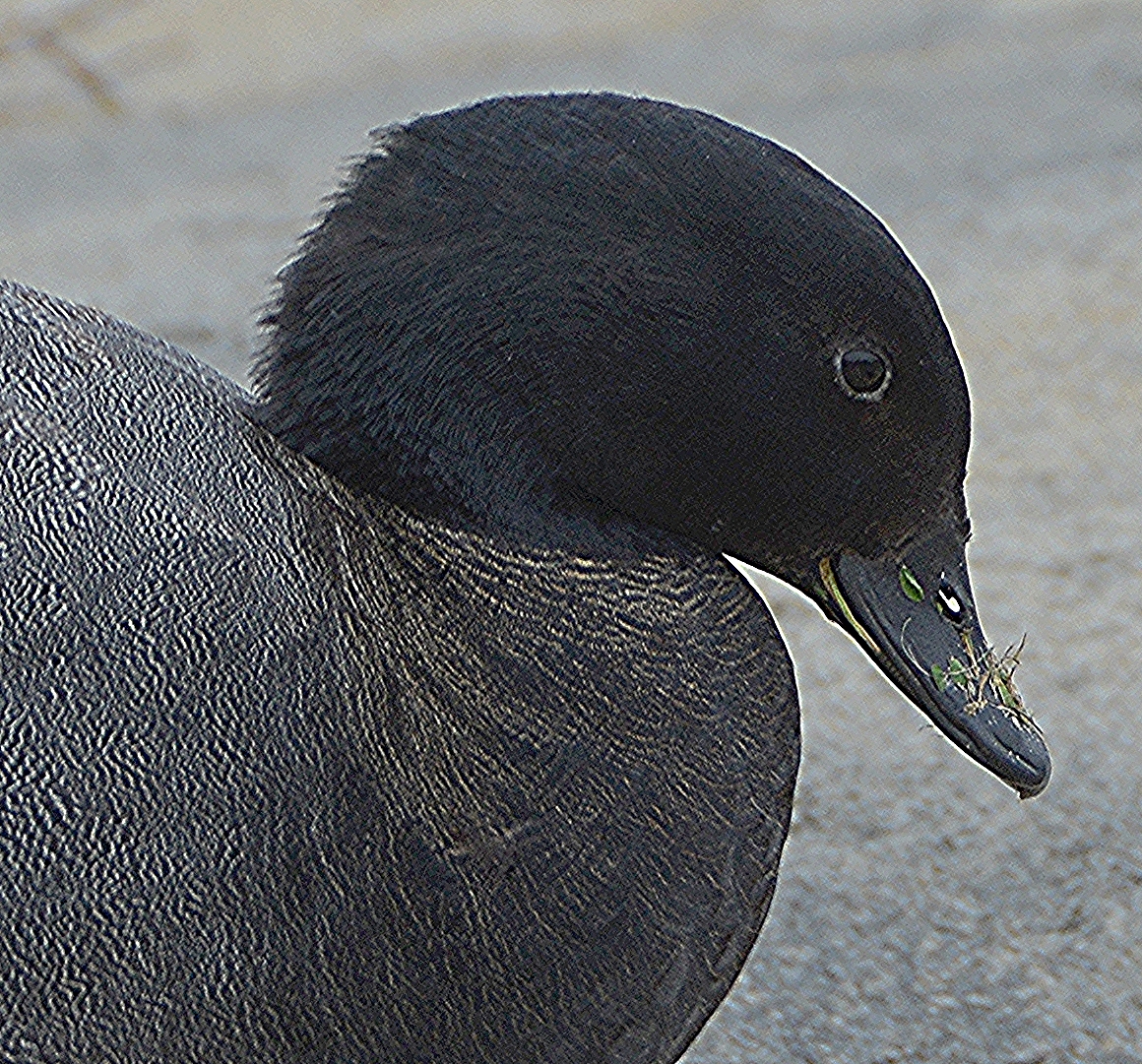 Male Paradise shelduck