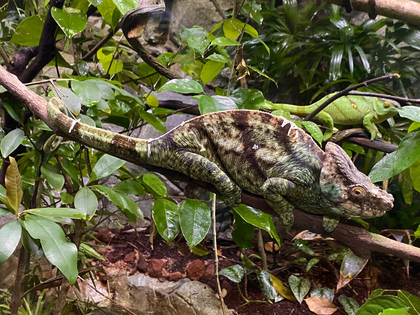 Male Parson’s chameleon (Calumma parsonii) / orange-eyed variant