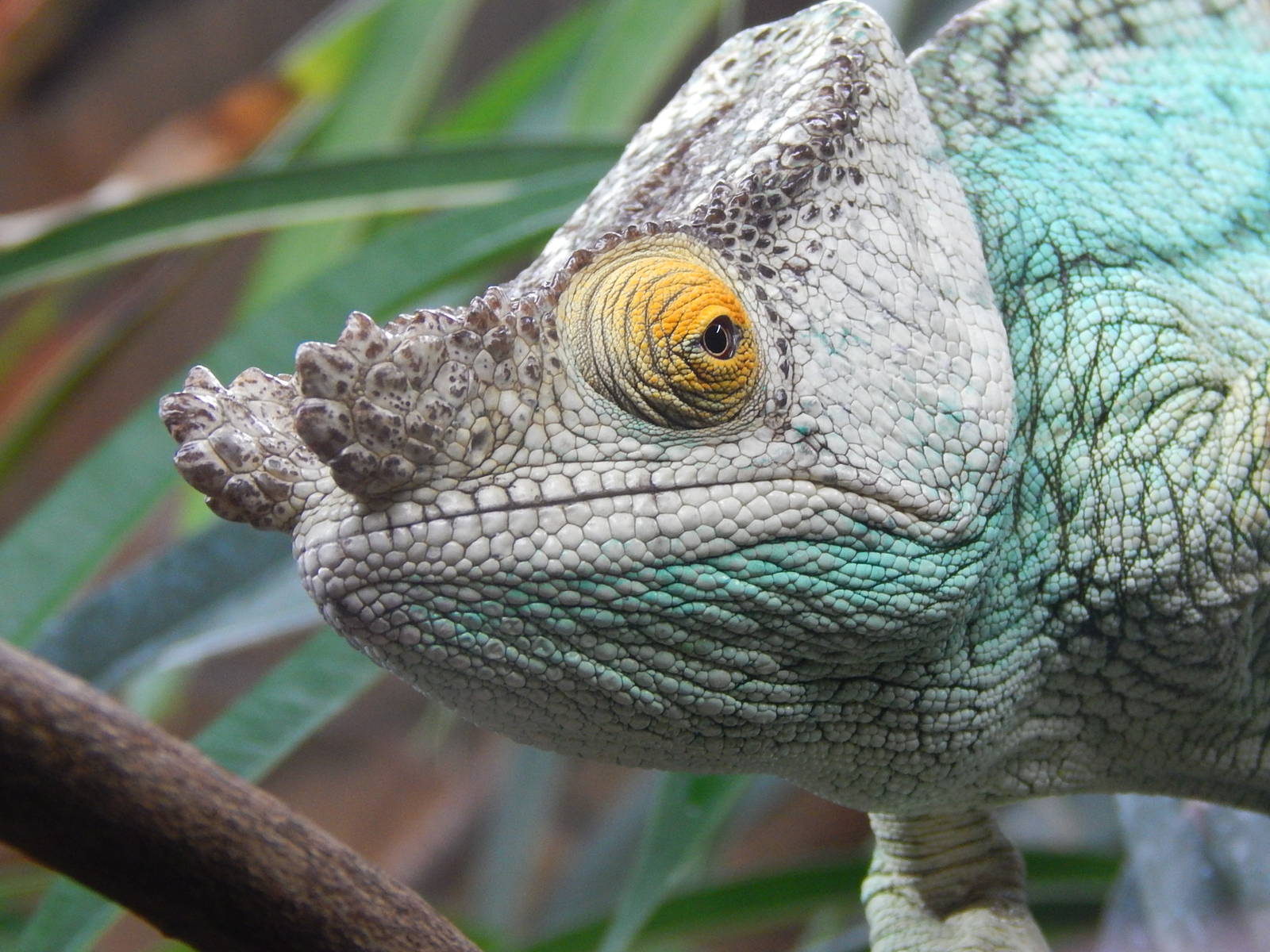 Male Parson's Chameleon