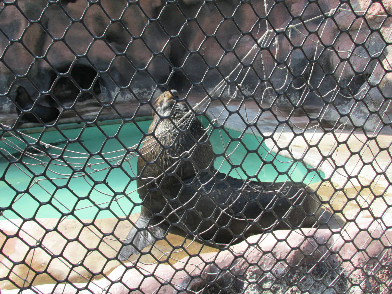 male patagonian sea lion acuario nacional