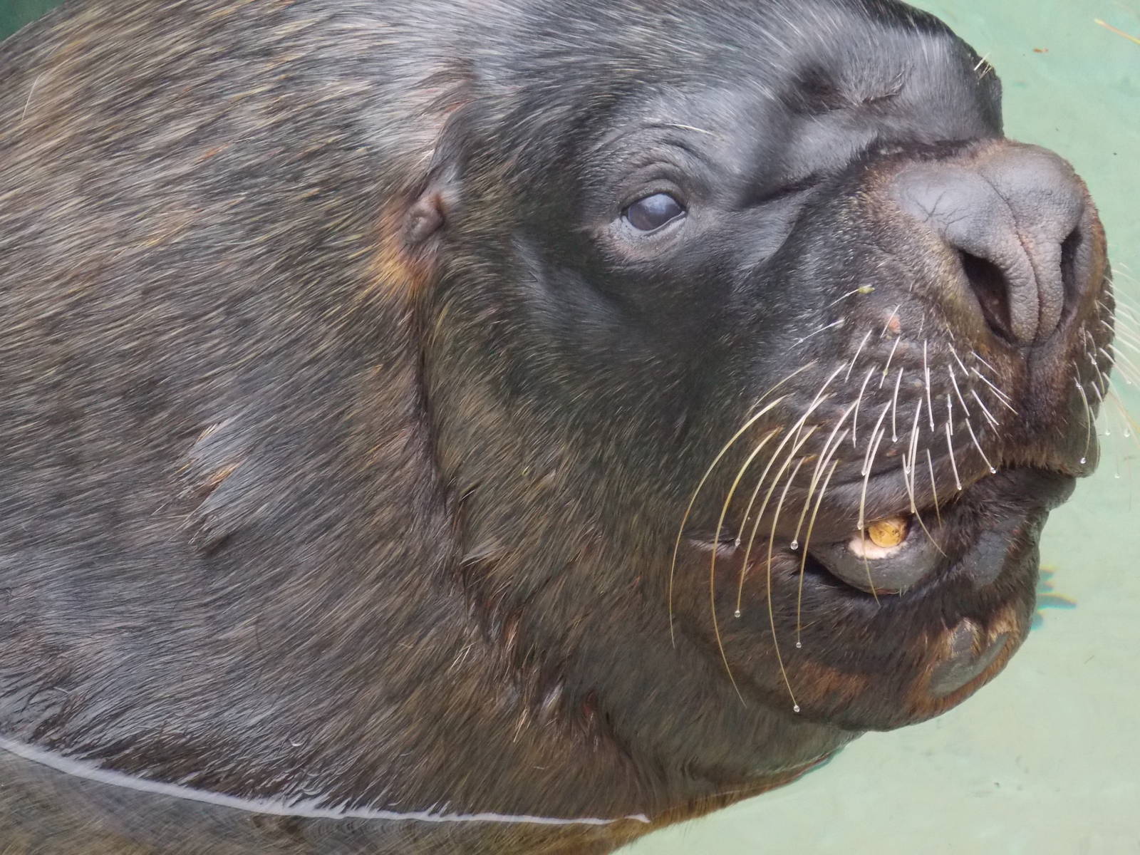 Male Patagonian Sea Lion