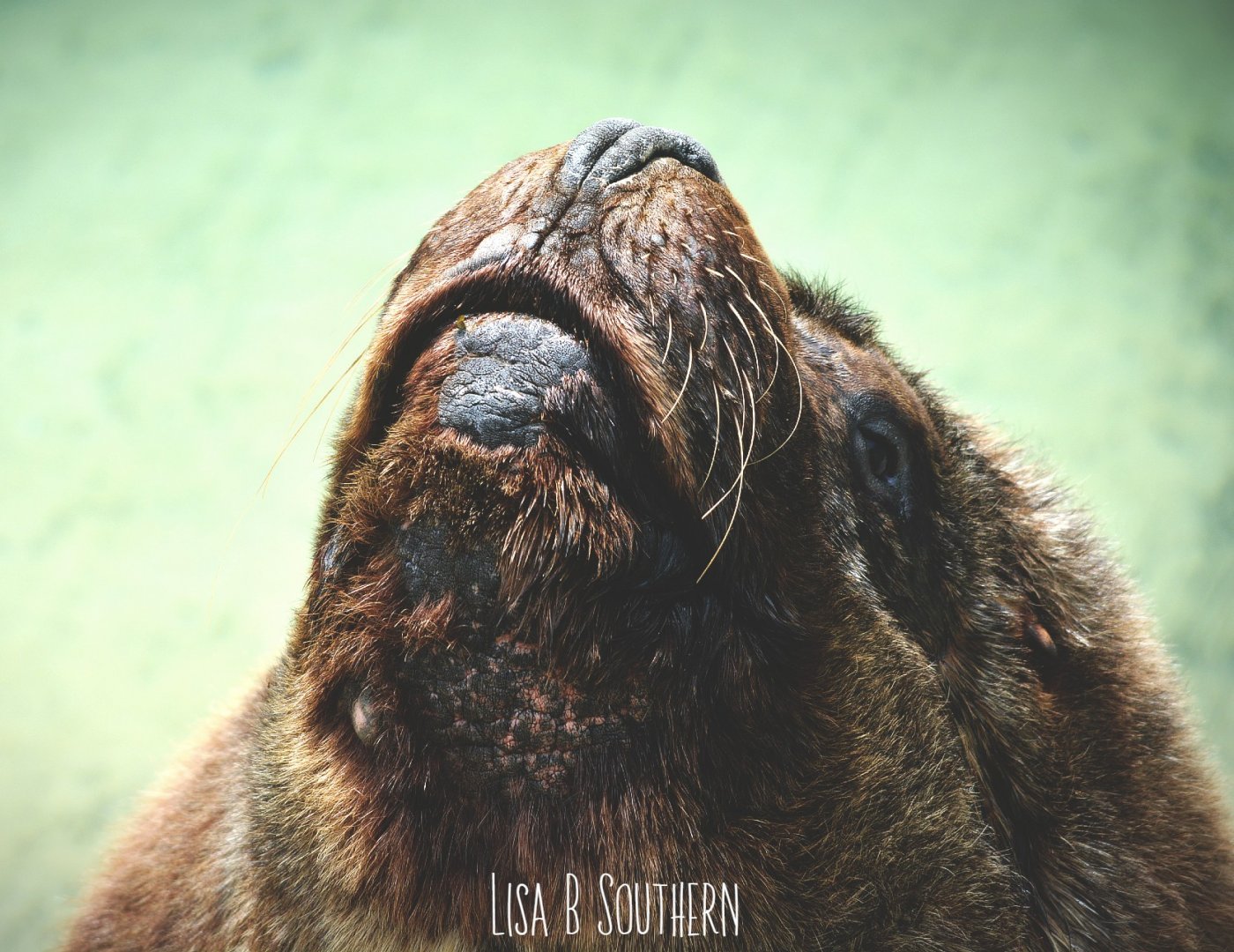 male Patagonian sea lion