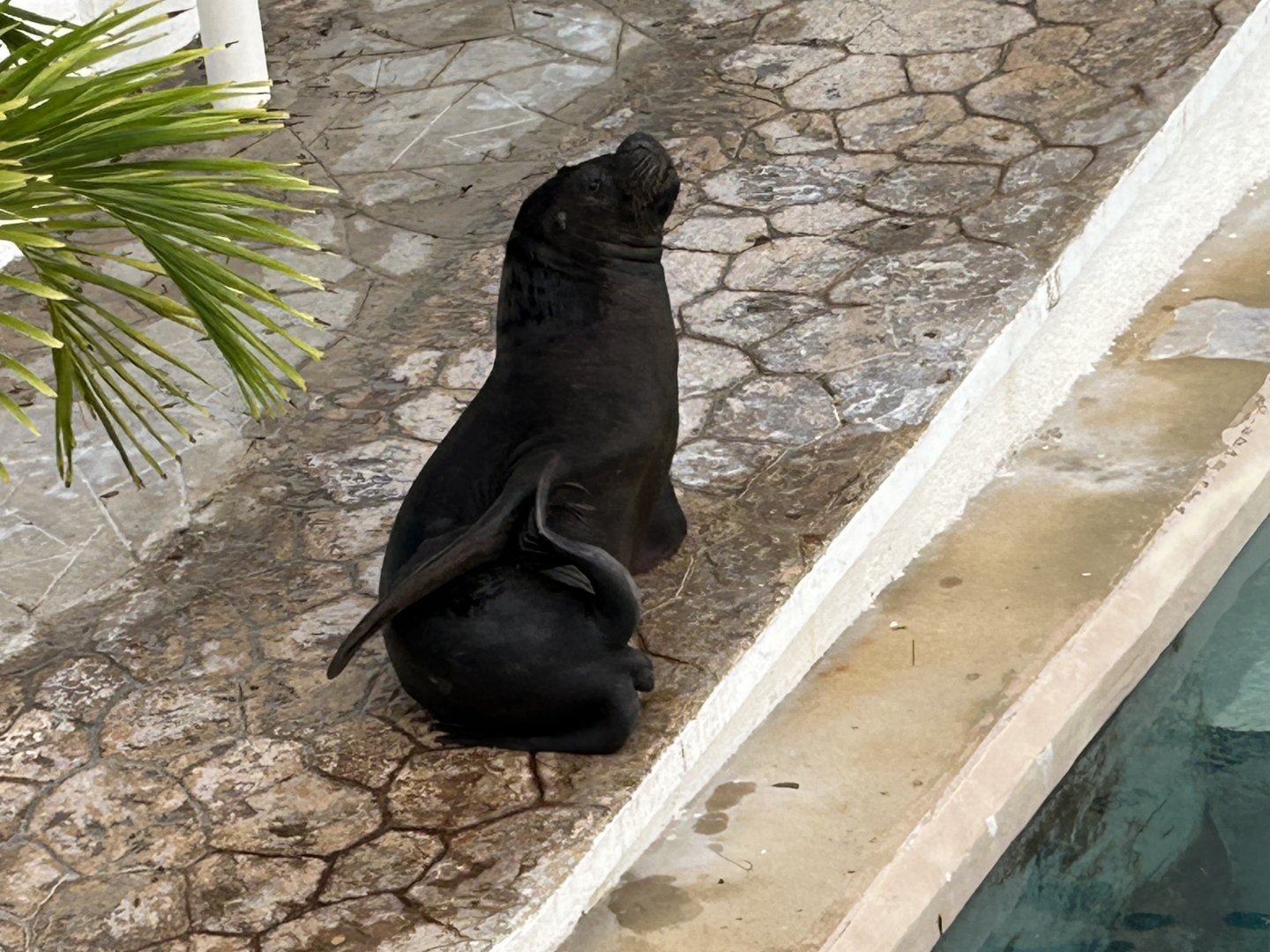 Male Patagonian Sea Lion