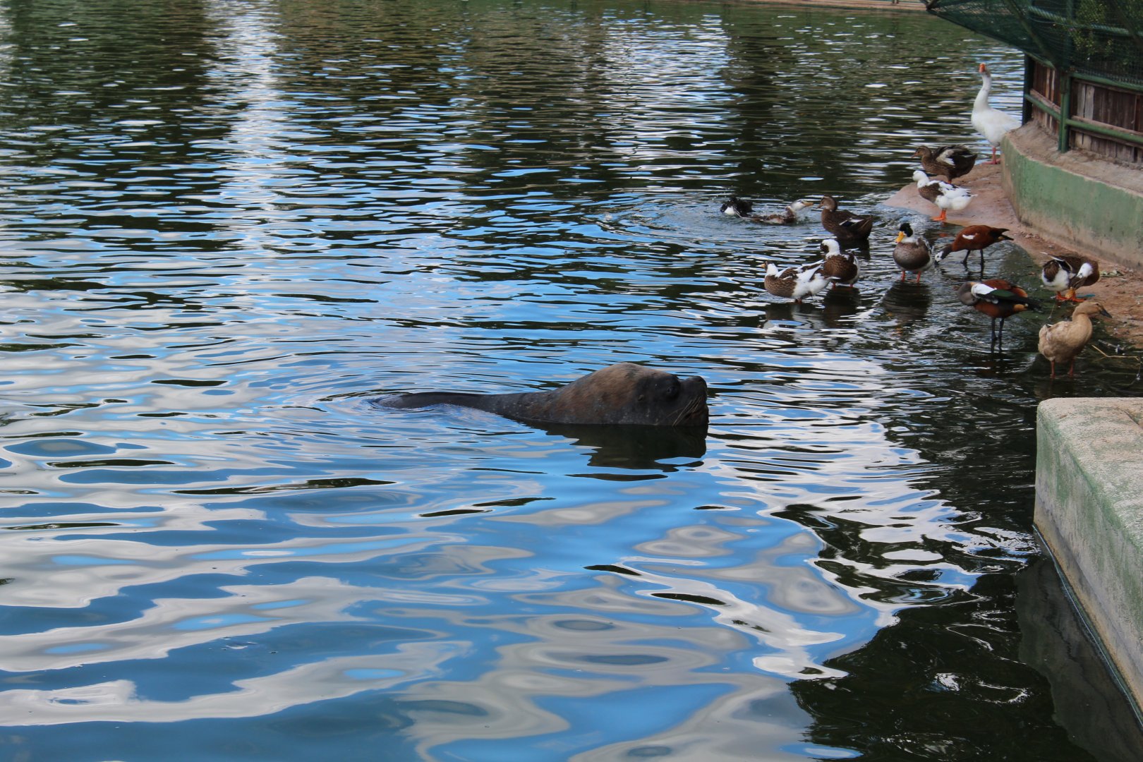 Male Patagonian Sealion in Main Lake - Oct 2019