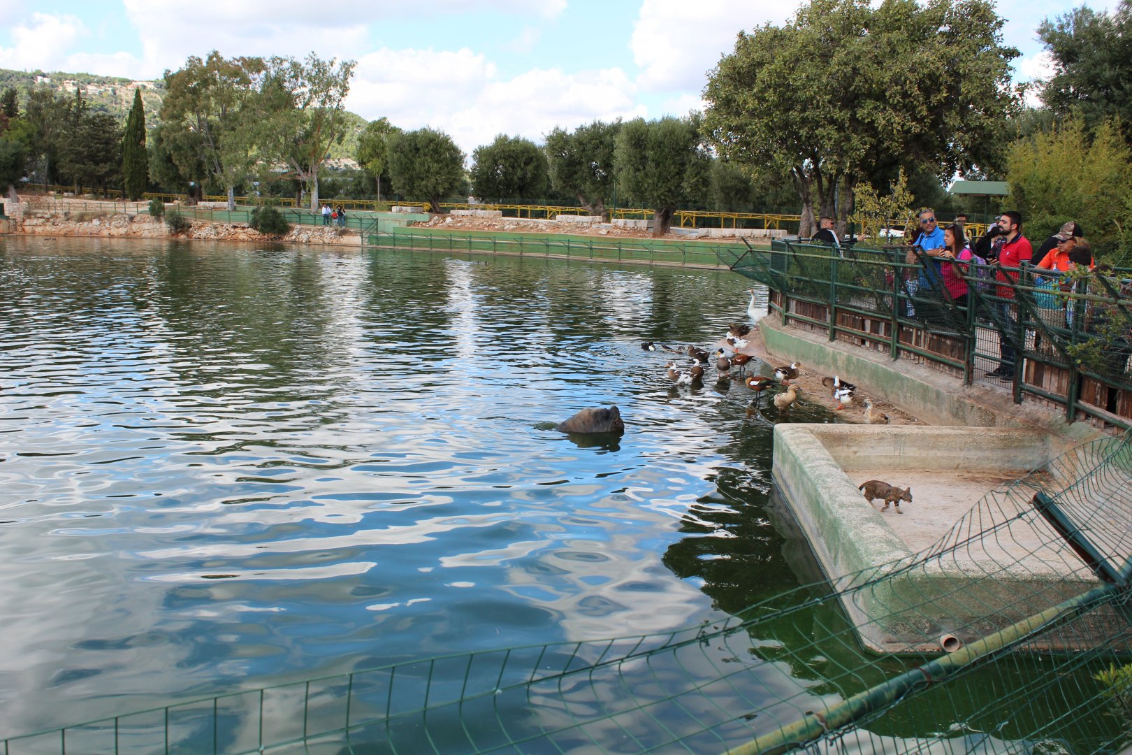 Male Patagonian Sealion in Main Lake - Oct 2019
