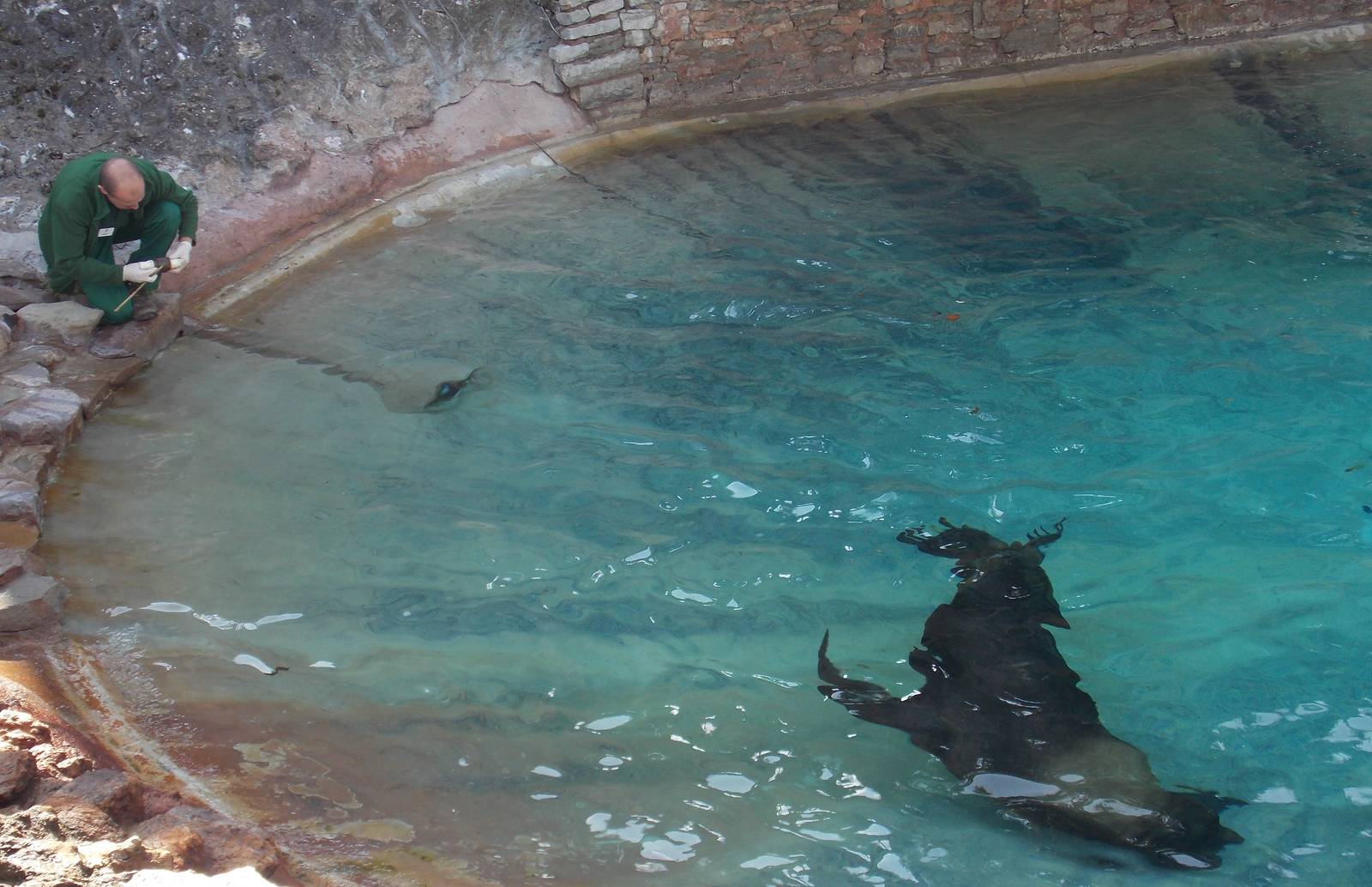 Male Patagonian Sealion