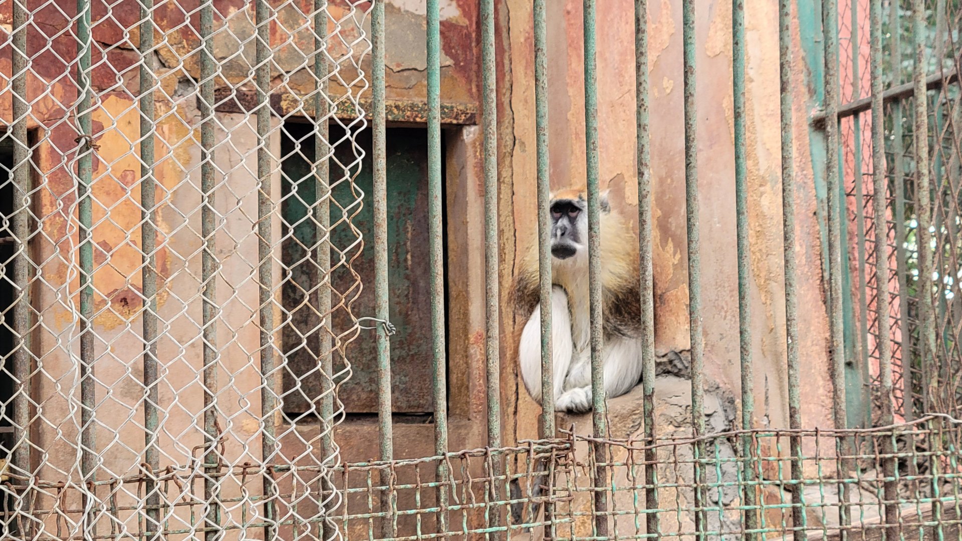 Male patas monkey - Dec 2023