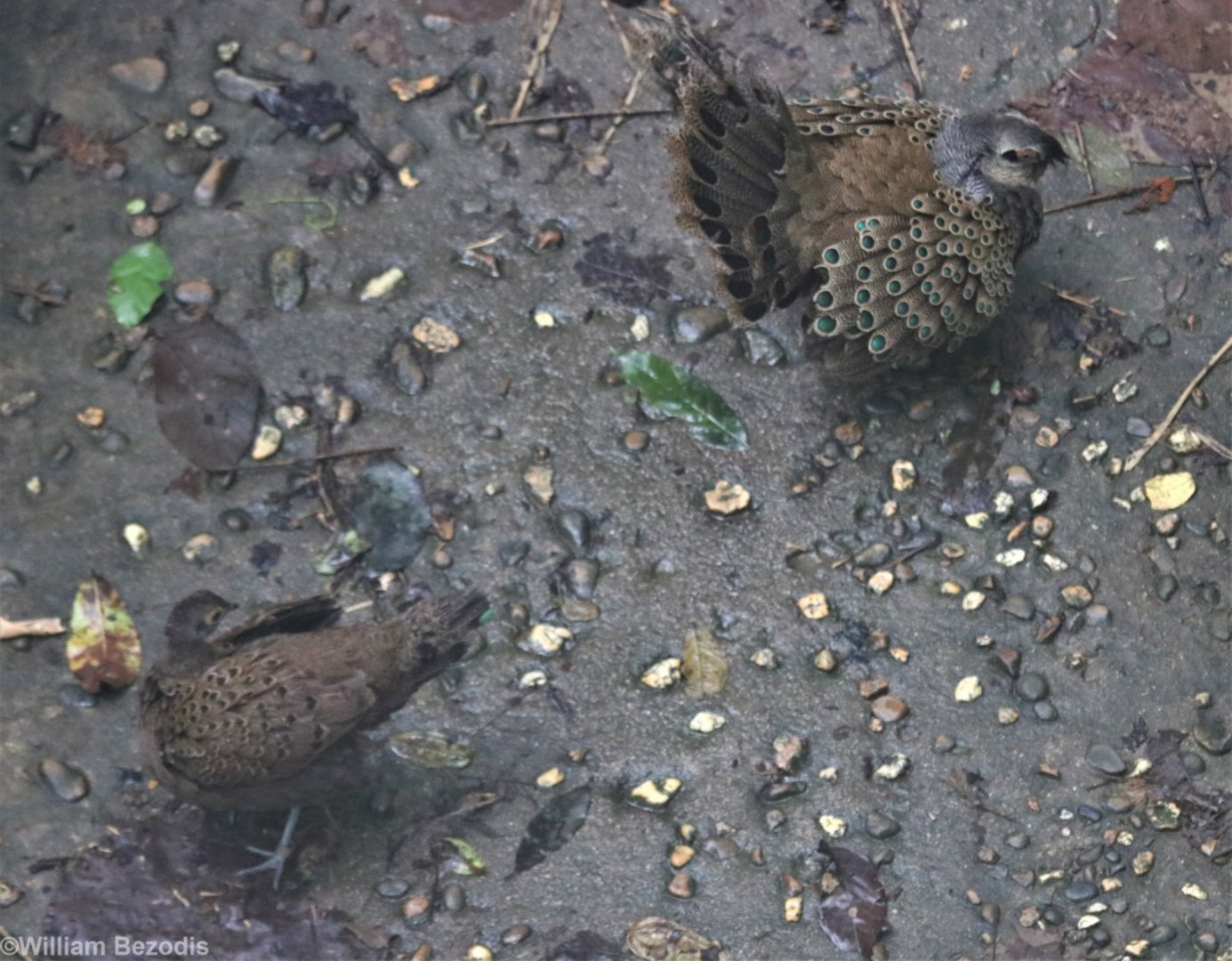 Male Peacock Pheasant Displaying to Female - Taman Negara