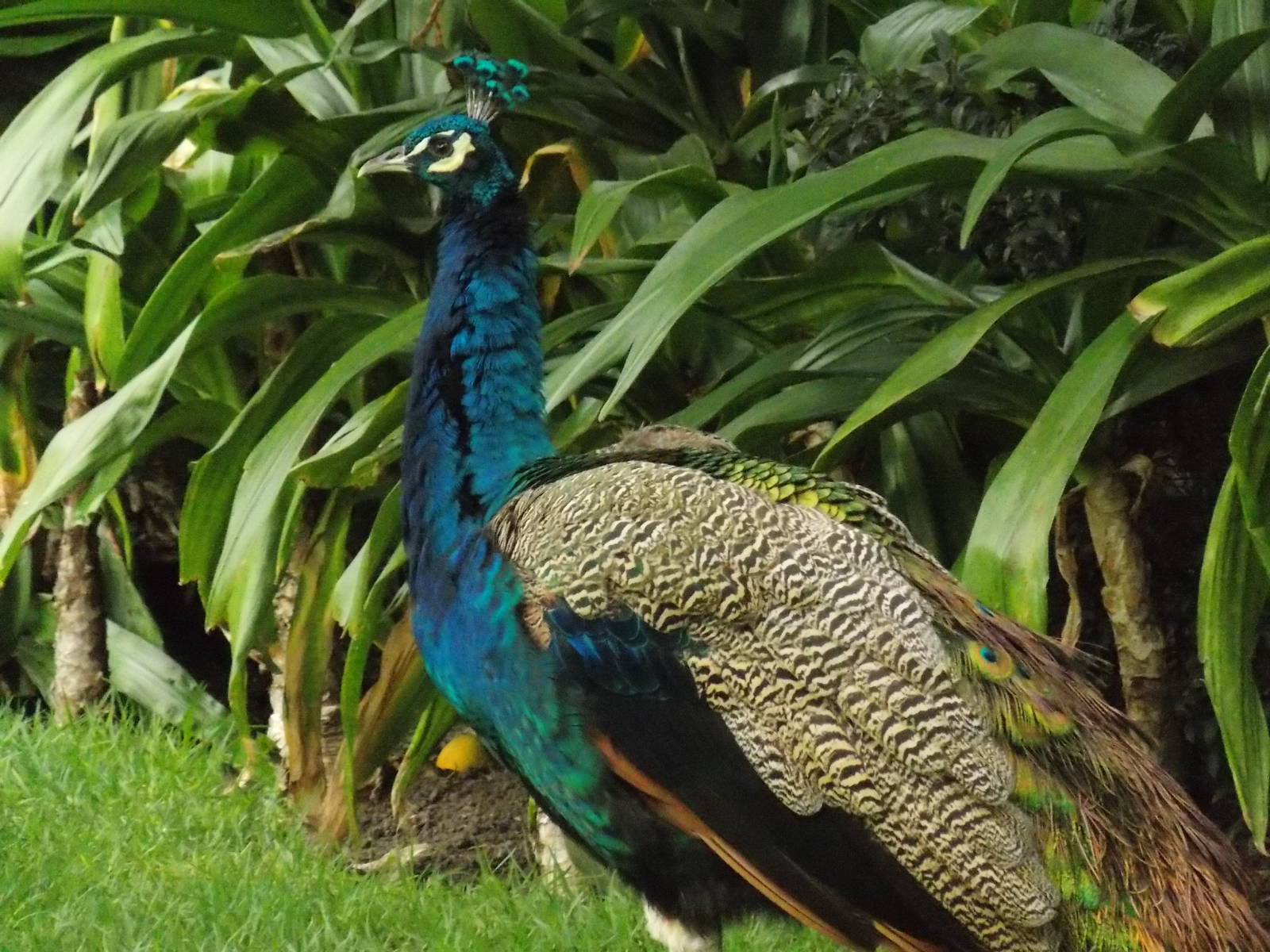 Male peafowl