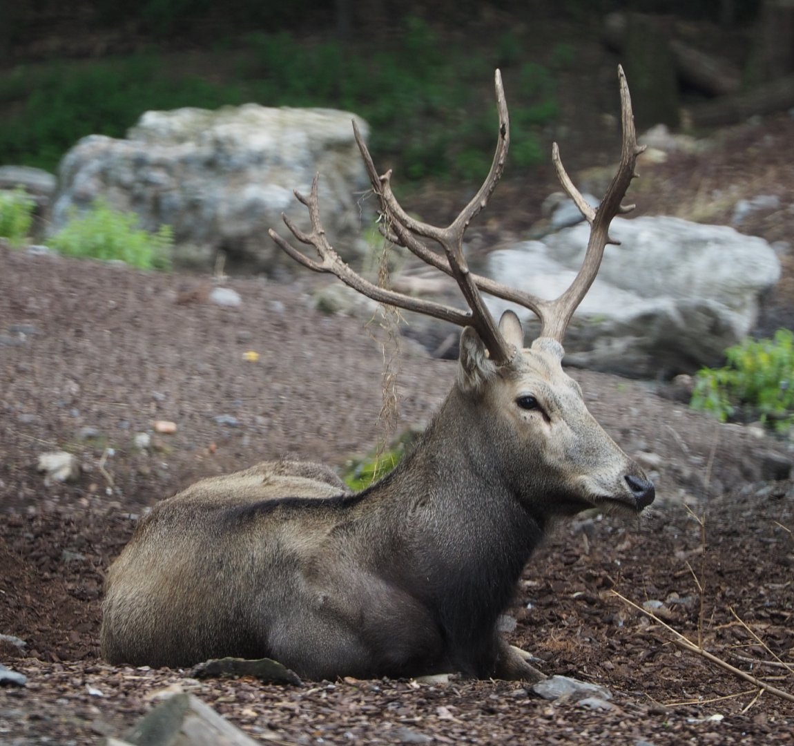Male Père David's deer (Elaphurus davidianus), 2020-09-03