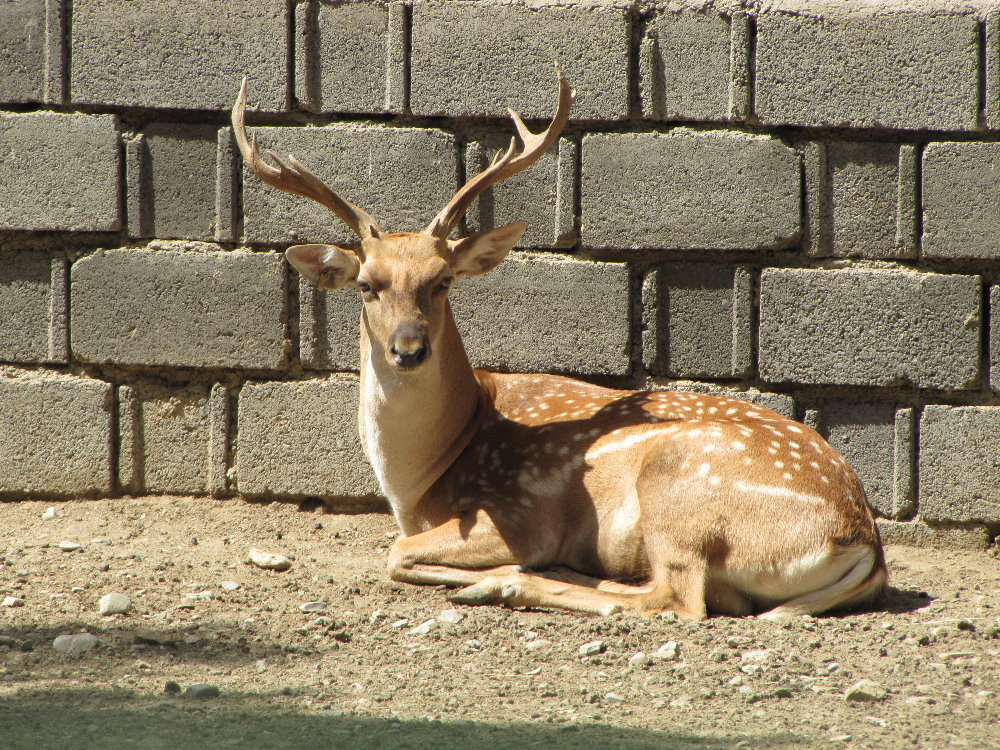 male persian fallow deer