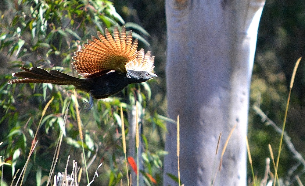 Male pheasant coucal 2