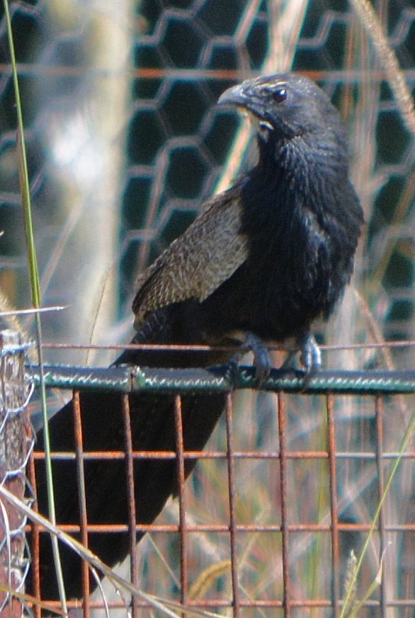 Male pheasant coucal