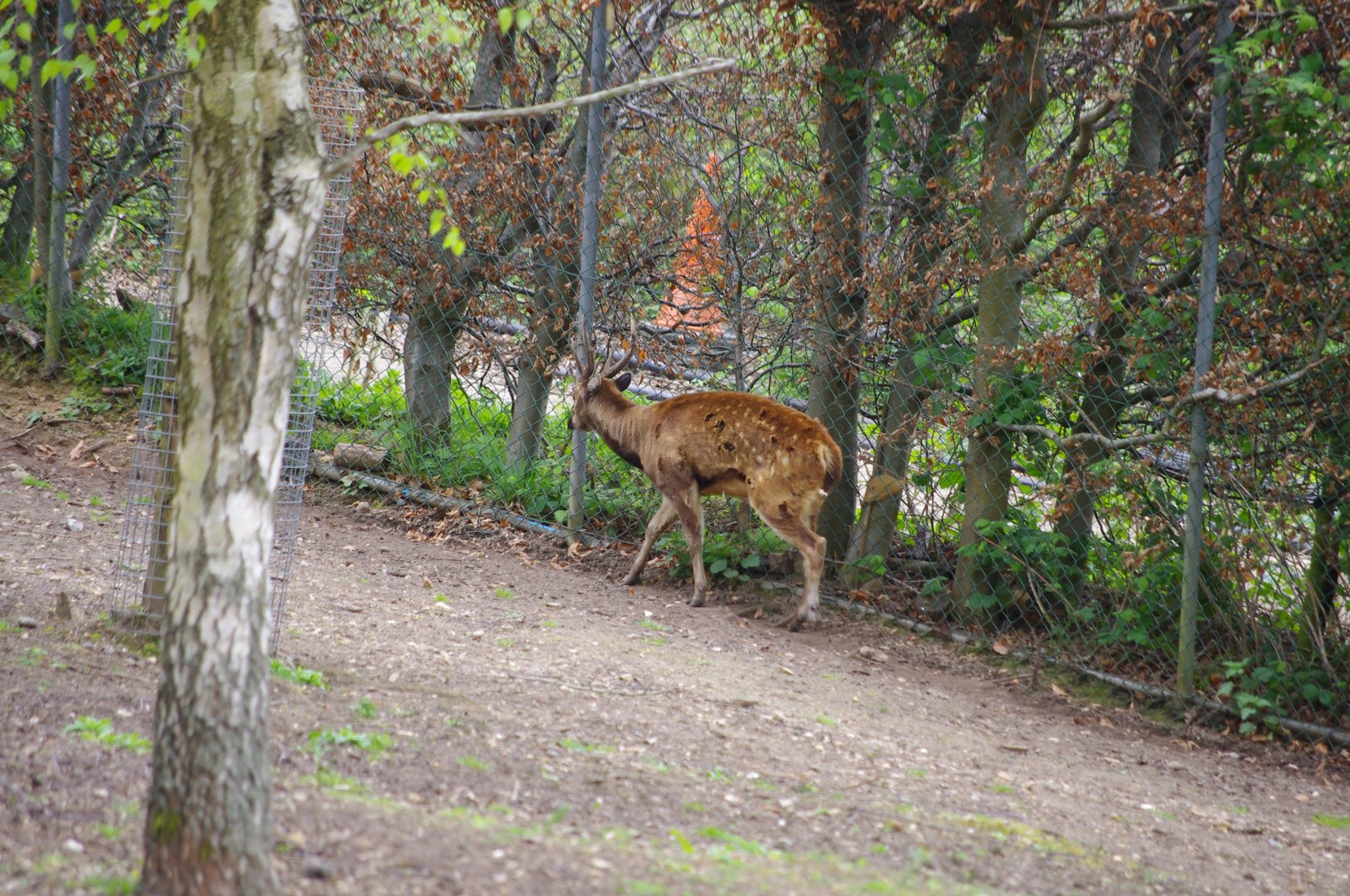 Male Philippine Spotted Deer- 11/4/2024
