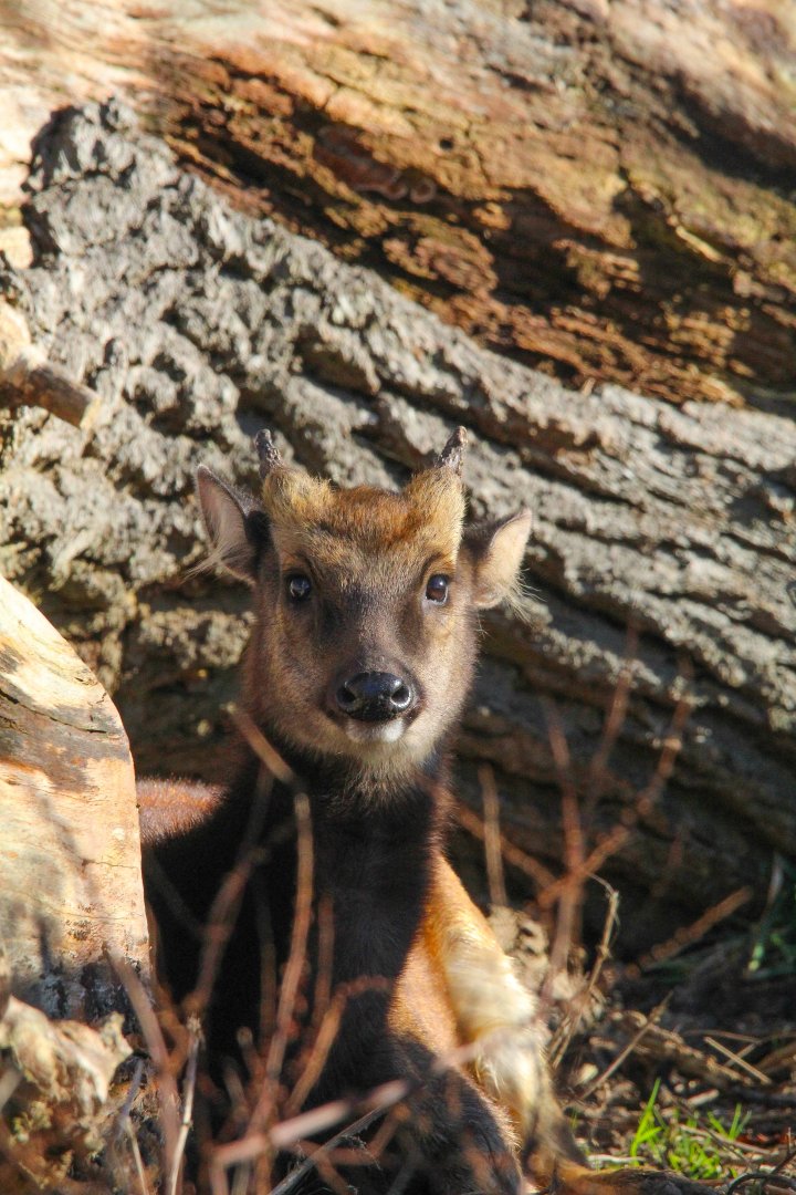 Male Philippine Spotted Deer- 25th January 2025