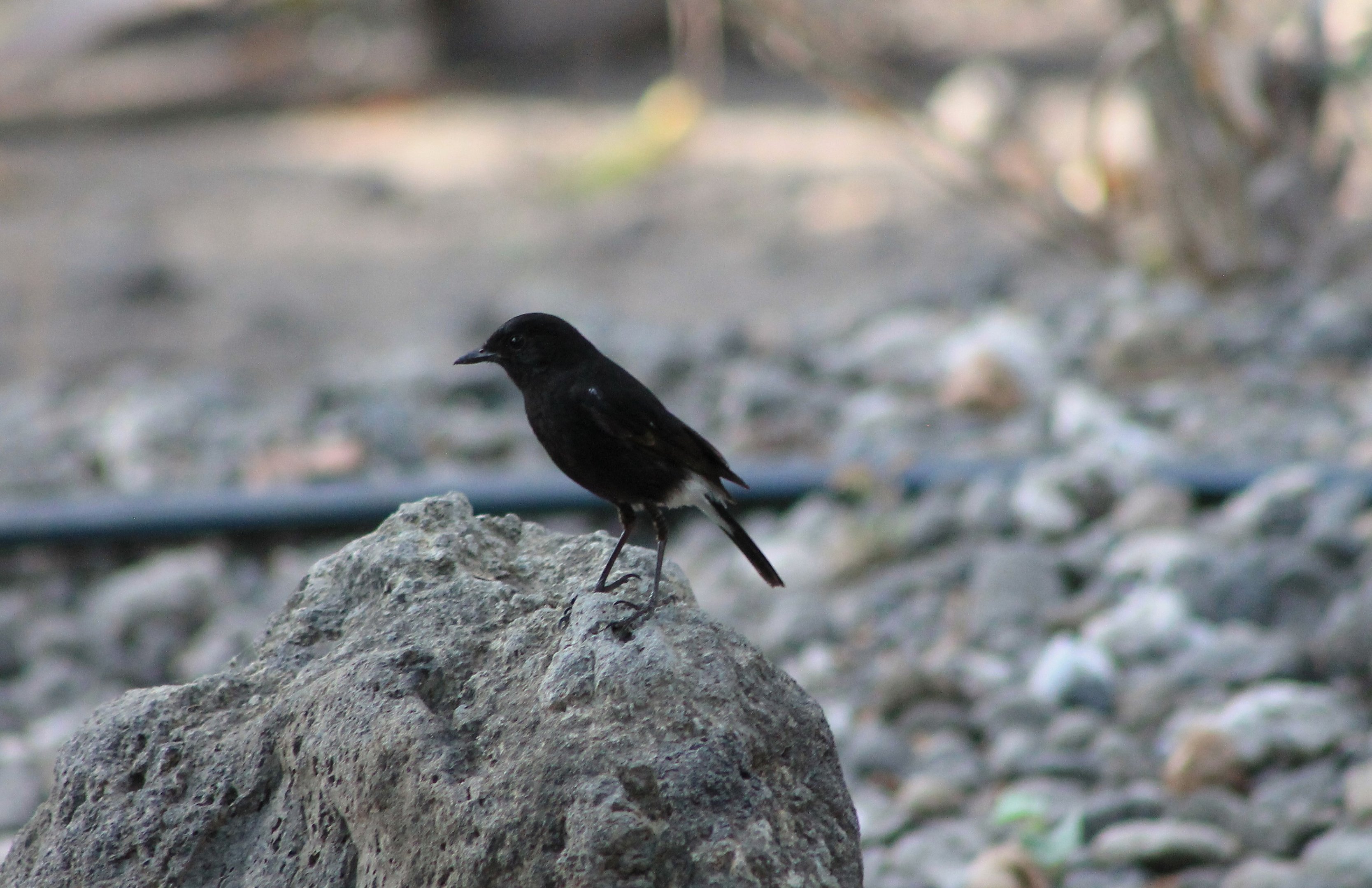 male Pied Chat (Saxicola caprata)