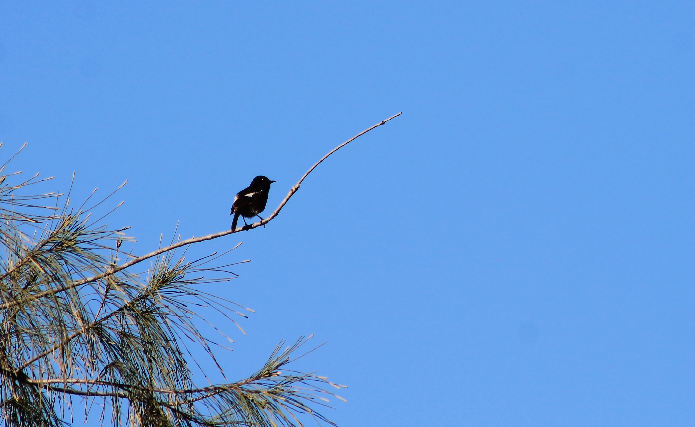 male Pied Chat (Saxicola caprata)