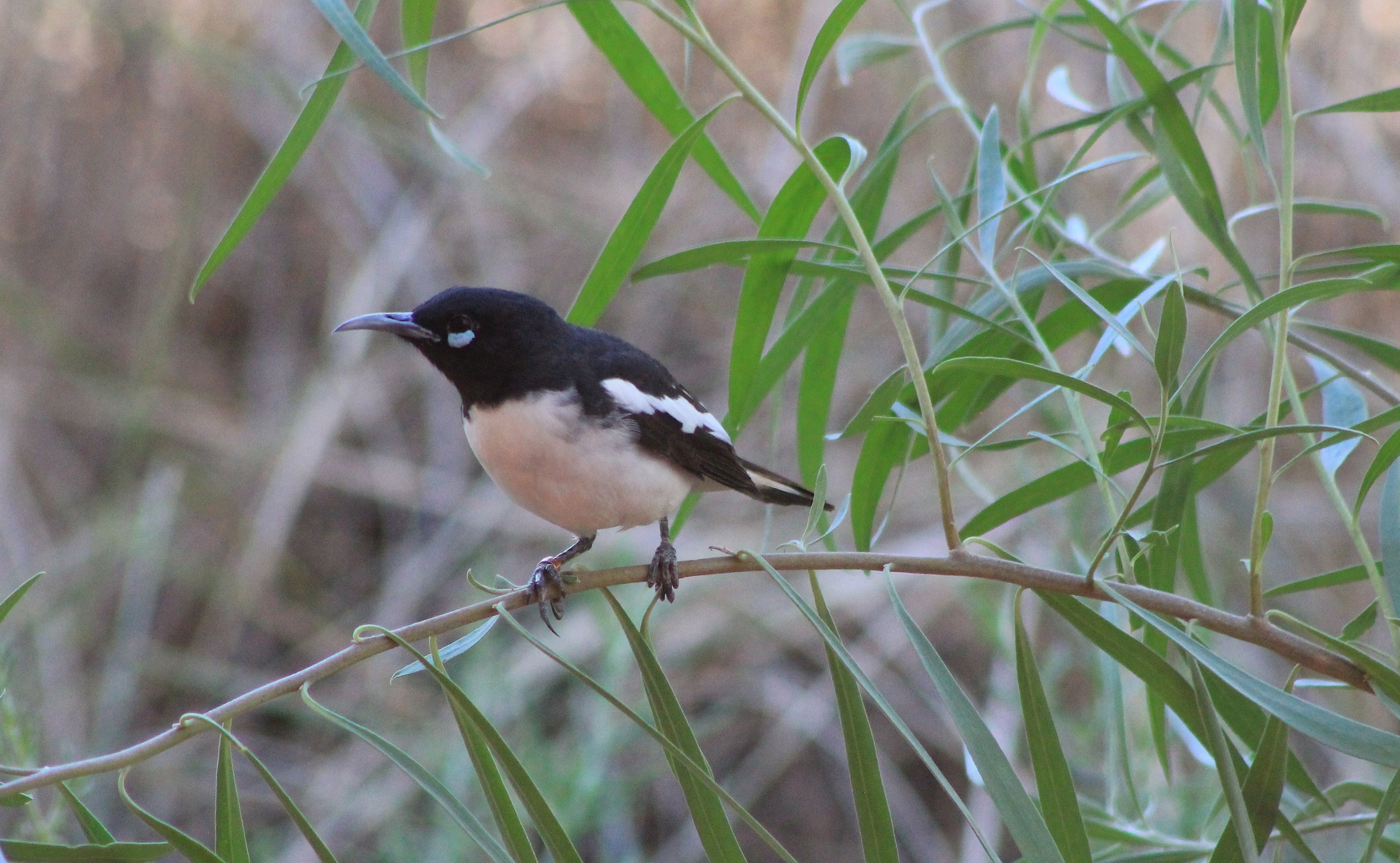 male Pied Honeyeater (Certhionyx variegatus)