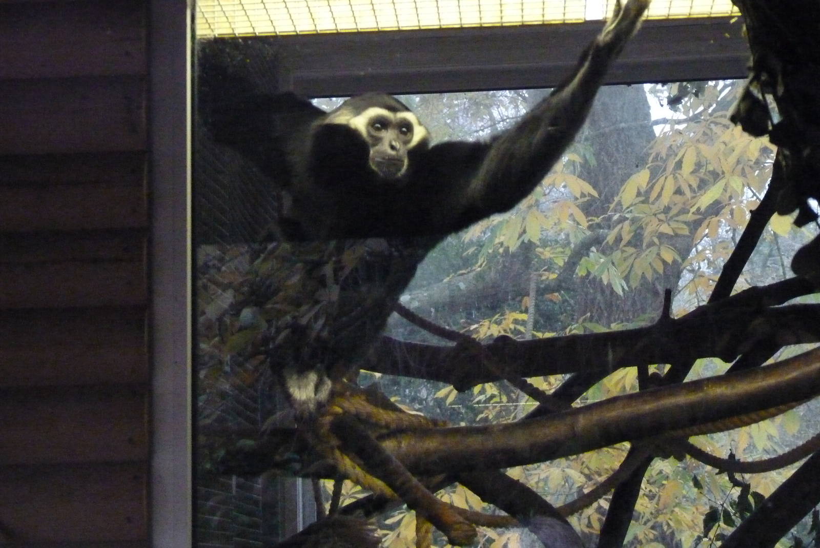 Male Pileated Gibbon, 3 December 2013