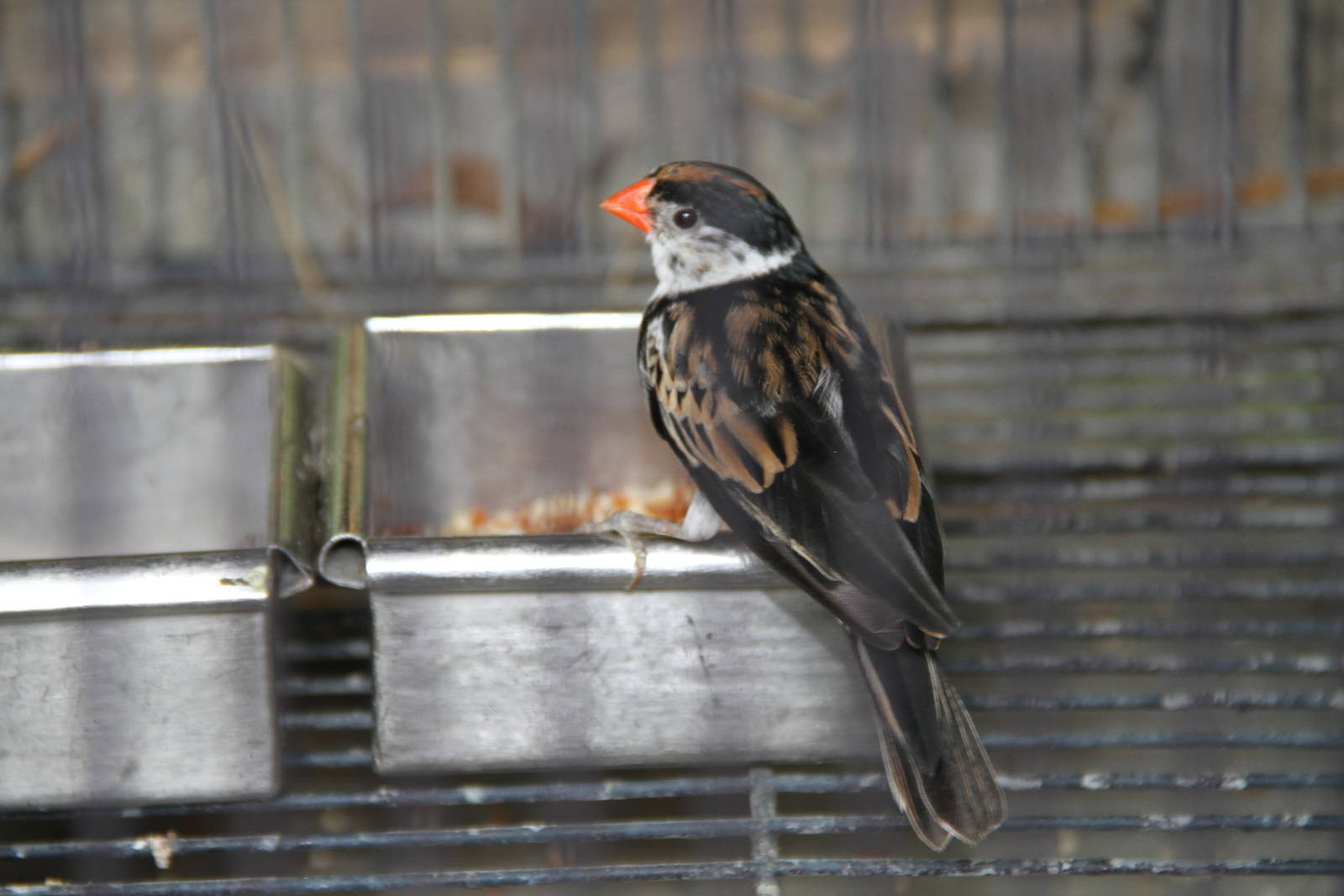 Male Pin-tailed Whydah (Vidua macroura)