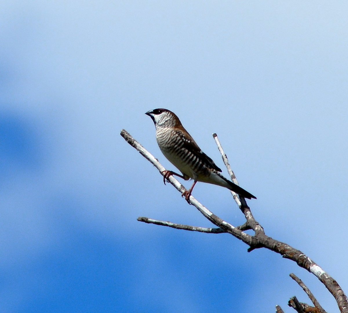 Male plum-headed finch