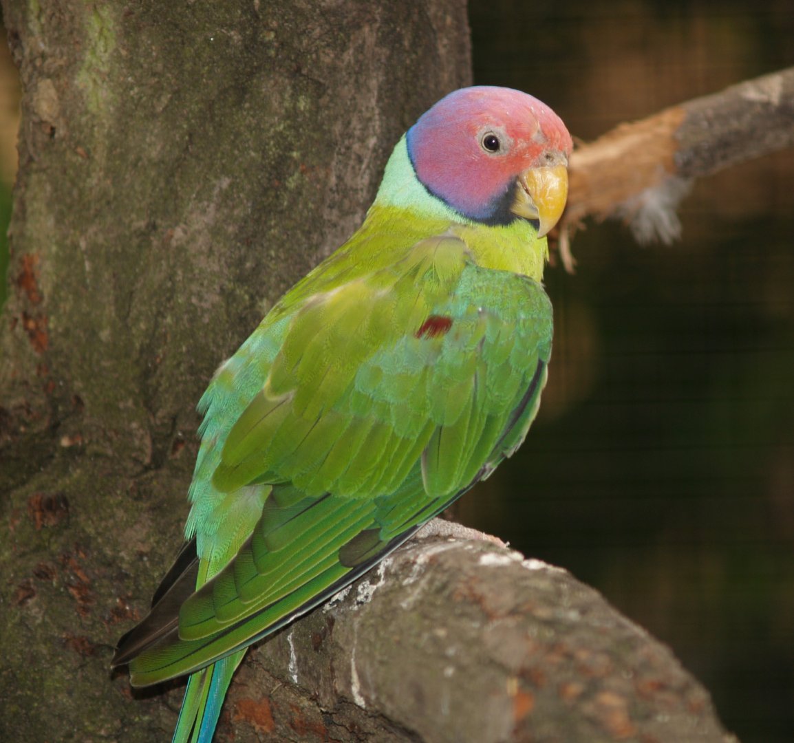 Male Plum-headed parakeet (Psittacula cyanocephala), 2006-07-18