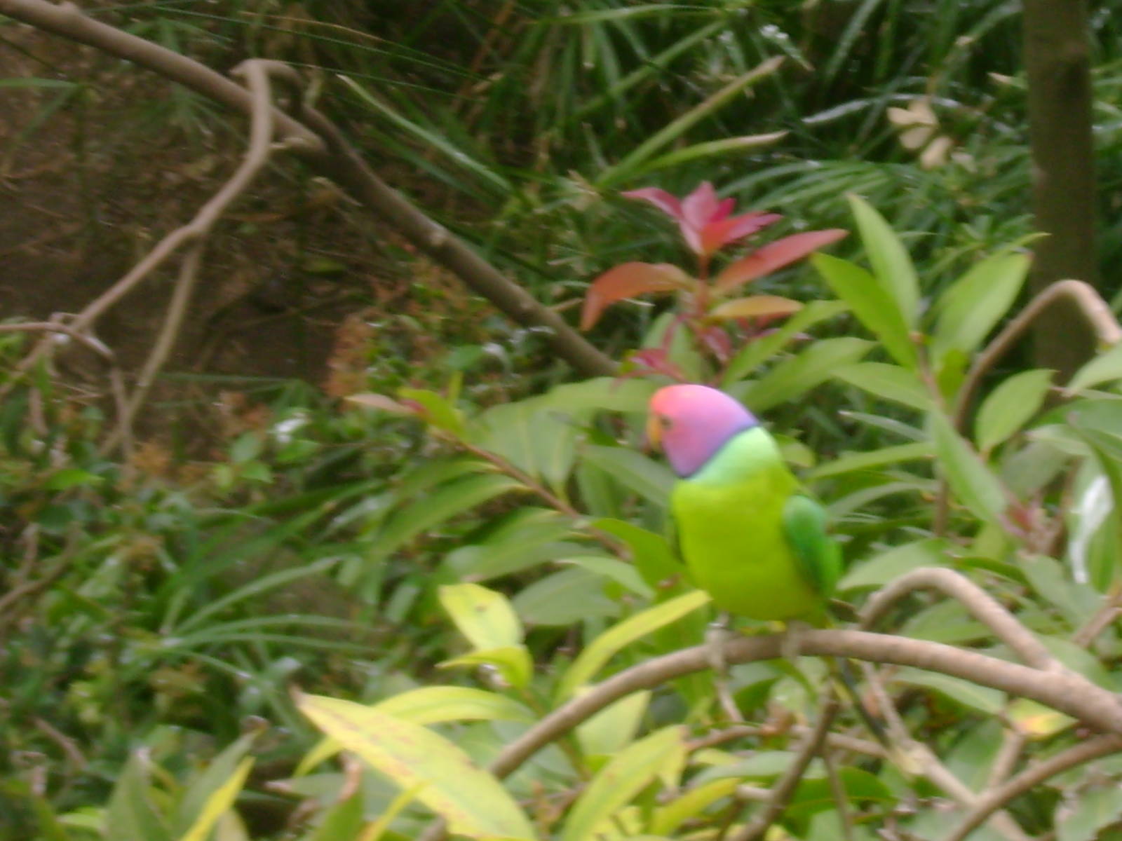 Male plum-headed Parakeet