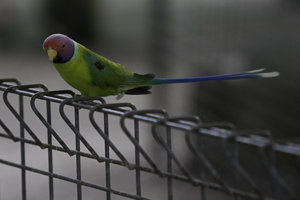 Male Plumb Head Parrot