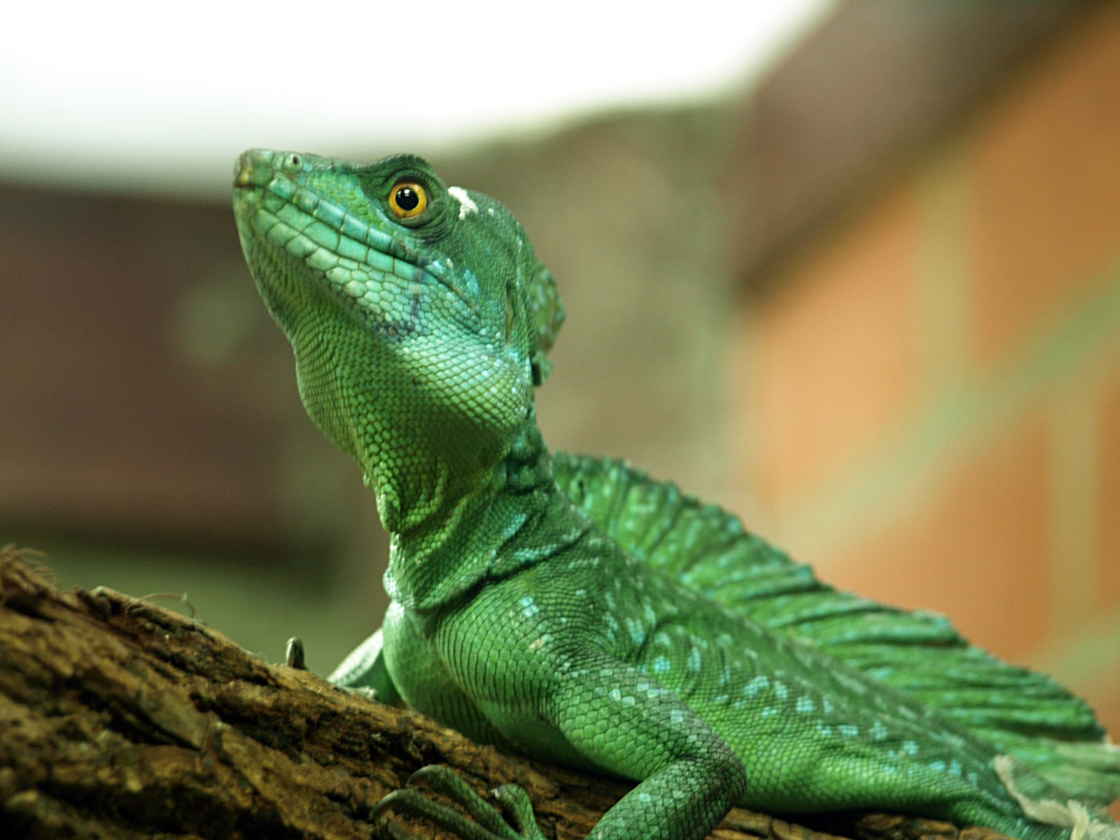 Male Plumed basilisk