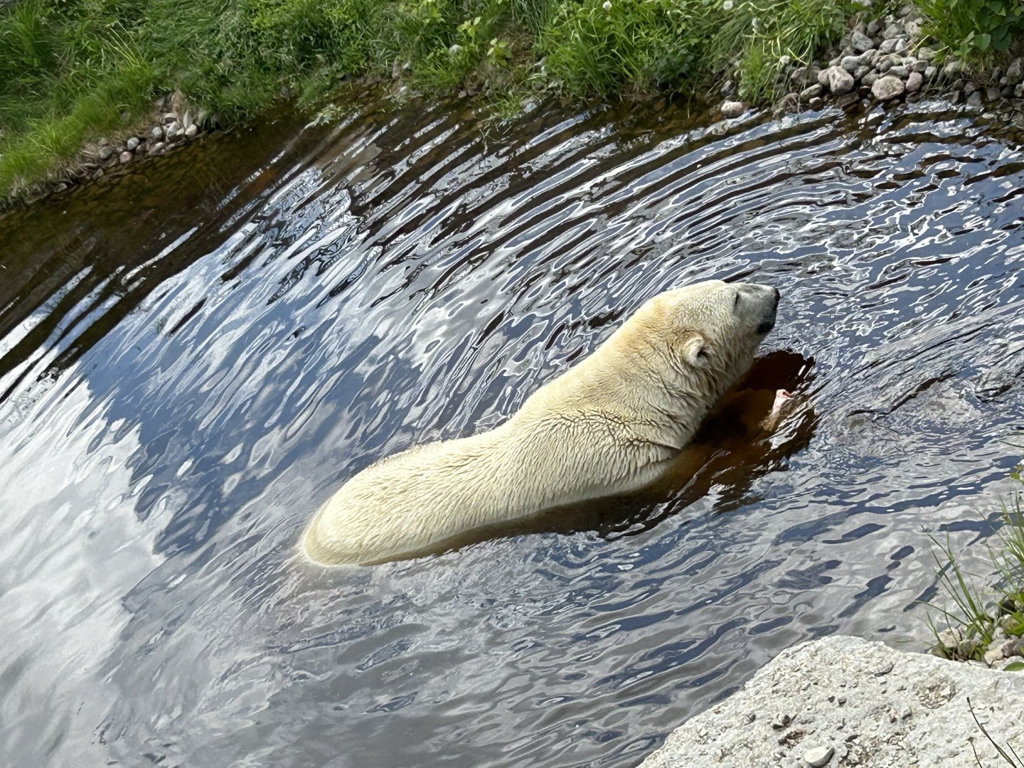 Male polar bear active